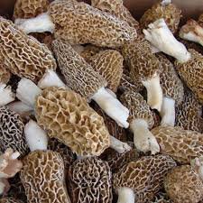 Sponge Mushroom